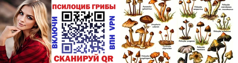 Галлюциногенные грибы Psilocybe  Купить  Дальнереченск 